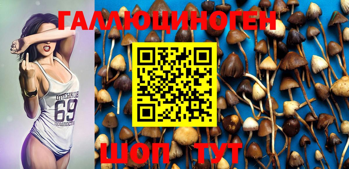 Галлюциногенные грибы Psilocybine cubensis  где купить наркоту  Ставрополь 